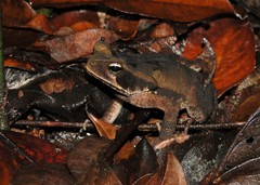 Rhinella crucifer