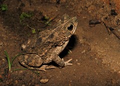 Rhinella granulosa