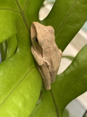 Polypedates megacephalus