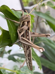 Cyrtacanthacris tatarica