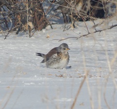 Turdus pilaris