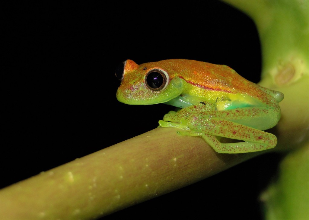 Atlantic Forest Tree Frog