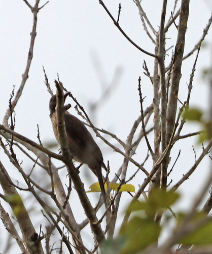 Brown Oriole (Oriolus szalayi)