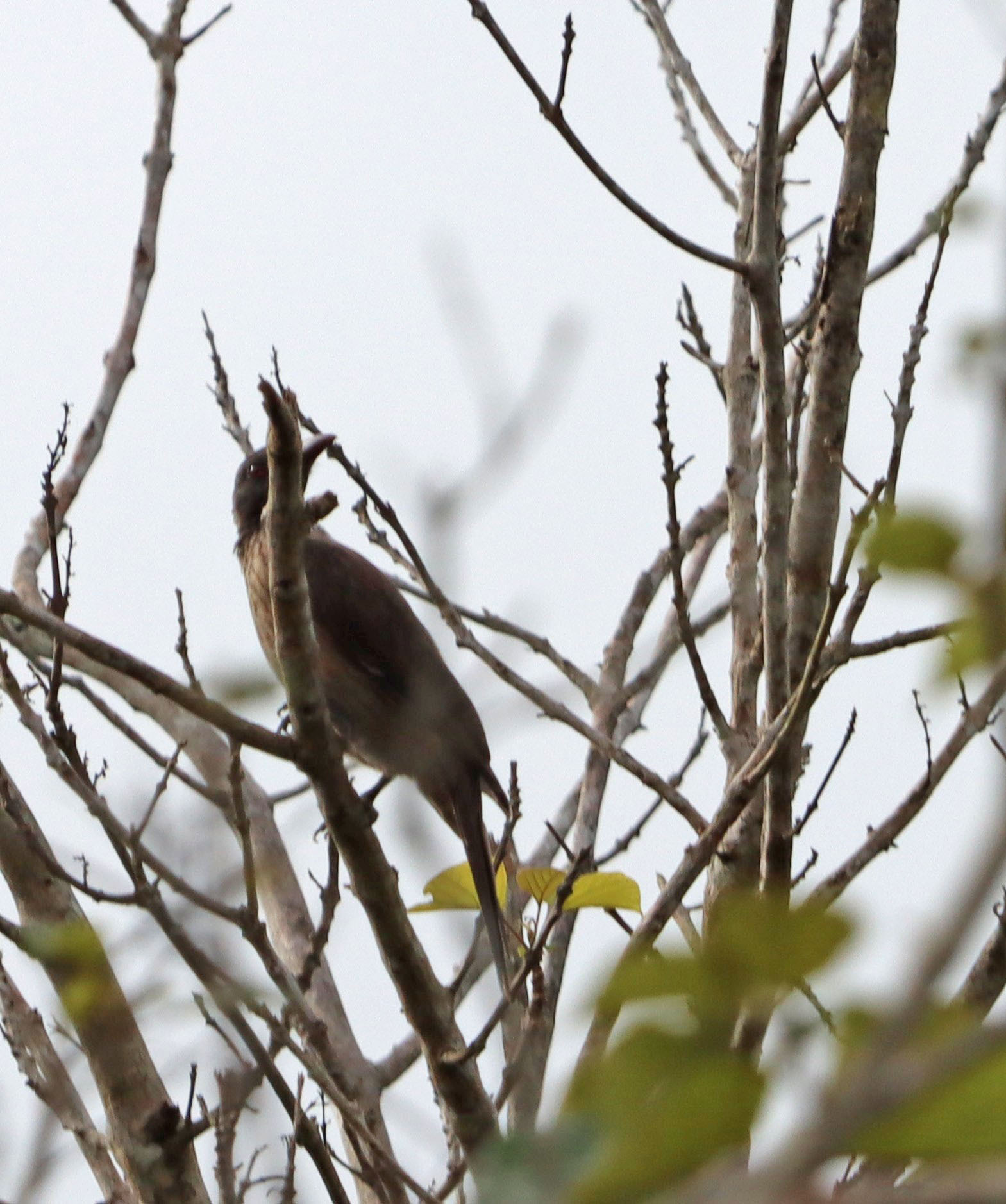 Brown Oriole (Oriolus szalayi), photo 1