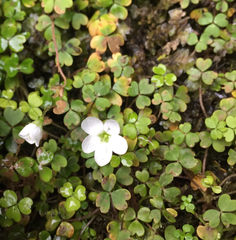 Oxalis magellanica