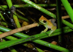 Dendropsophus branneri