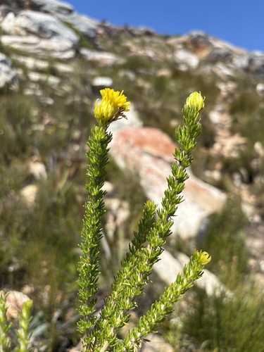 Camphor Gumbush (Pteronia camphorata)