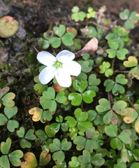 Oxalis magellanica