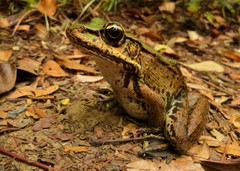 Lithobates palmipes