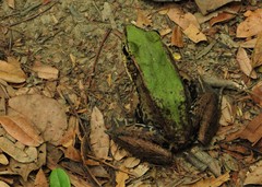 Lithobates palmipes