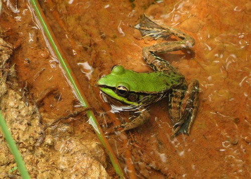 Amazon River Frog, Lithobates palmipes