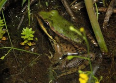 Lithobates palmipes