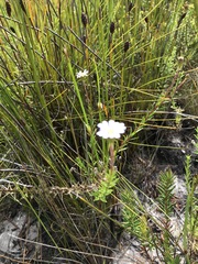 Zyrphelis microcephala