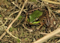 Lithobates palmipes