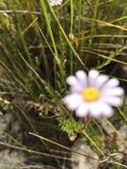 Zyrphelis microcephala