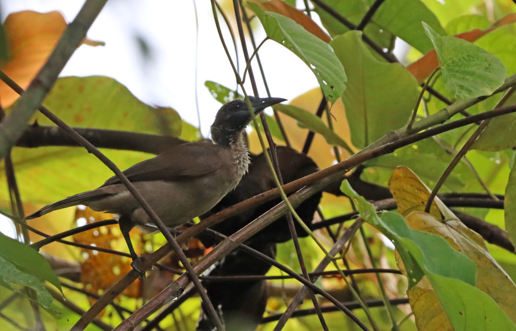 Cikukua tanduk (Philemon buceroides)