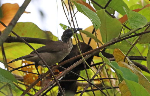 Philemon buceroides
