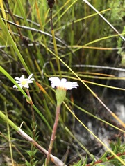 Zyrphelis microcephala