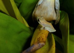 Pristimantis ramagii