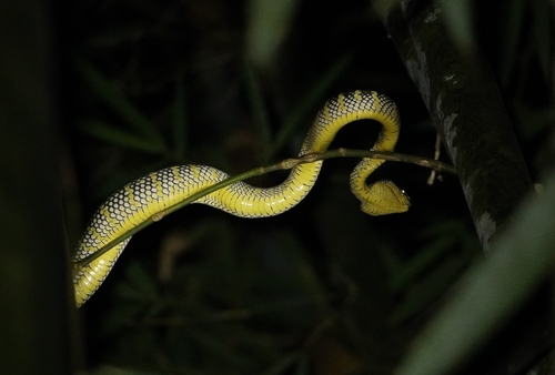 Wagler's Pit Viper