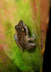 Pristimantis ramagii