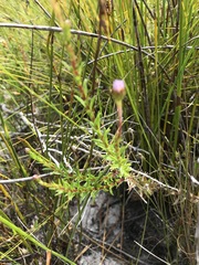 Zyrphelis microcephala