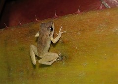 Pristimantis ramagii