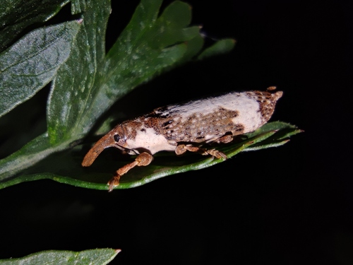 Lixus cylindrus