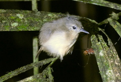 Myrmotherula