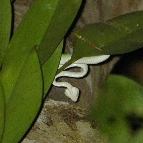 Wagler's Pit Viper