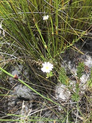 Zyrphelis microcephala