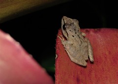 Pristimantis ramagii