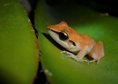Pristimantis ramagii