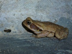 Rhinella crucifer