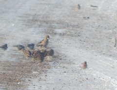 Coccothraustes coccothraustes