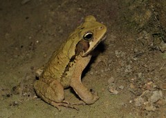 Rhinella crucifer