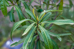 Buckinghamia celsissima