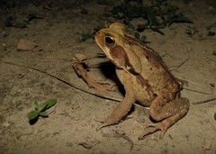 Rhinella crucifer