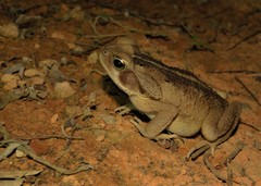 Rhinella crucifer