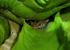 Rhinella crucifer