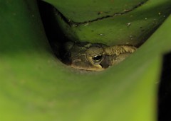 Rhinella crucifer