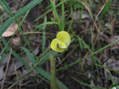 Vigna lanceolata filiformis