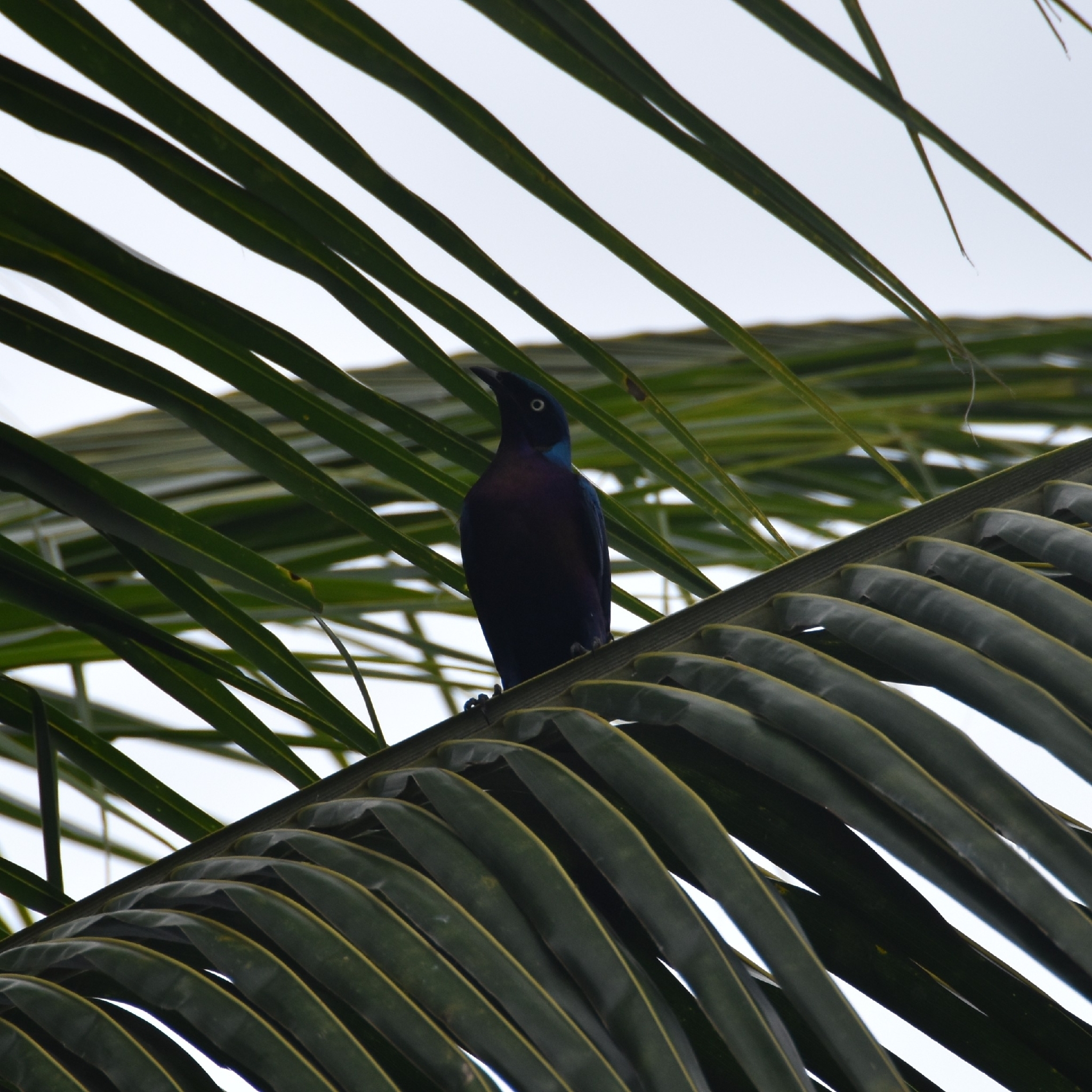Splendid Starling (Lamprotornis splendidus)