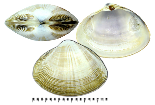 Sunray Surfclam (Mactra chinensis) · iNaturalist