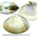 Sunray Surfclam - Photo (c) Kim, Hyun-tae, some rights reserved (CC BY-NC-SA), uploaded by Kim, Hyun-tae