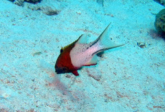 Bodianus anthioides