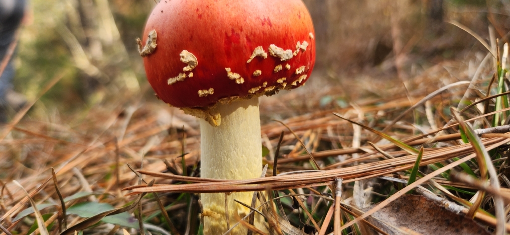 Amanita persicina · January 2026 · photo: © pennyflip (iNaturalist, cc-by)