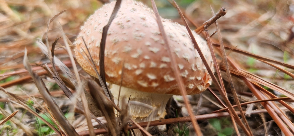 Amanita persicina · January 2026 · photo: © pennyflip (iNaturalist, cc-by)
