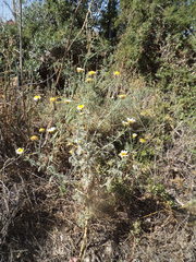 Glebionis coronaria