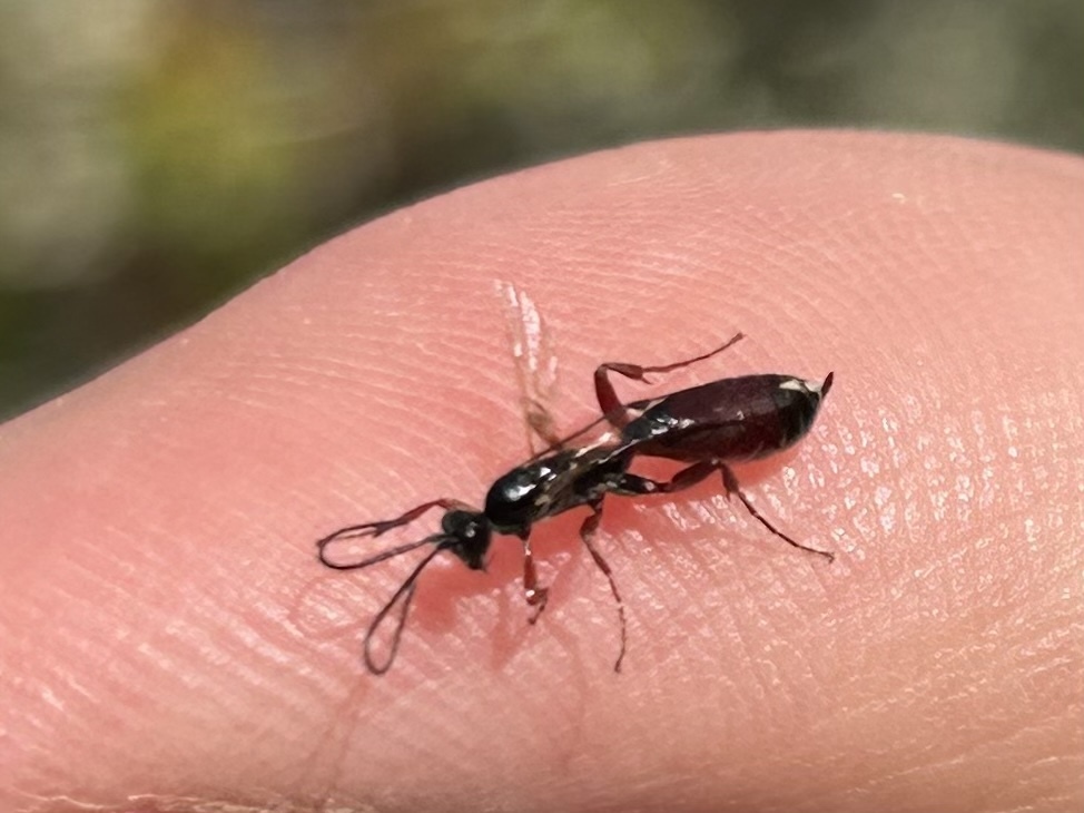 Barycnemis angustipennis